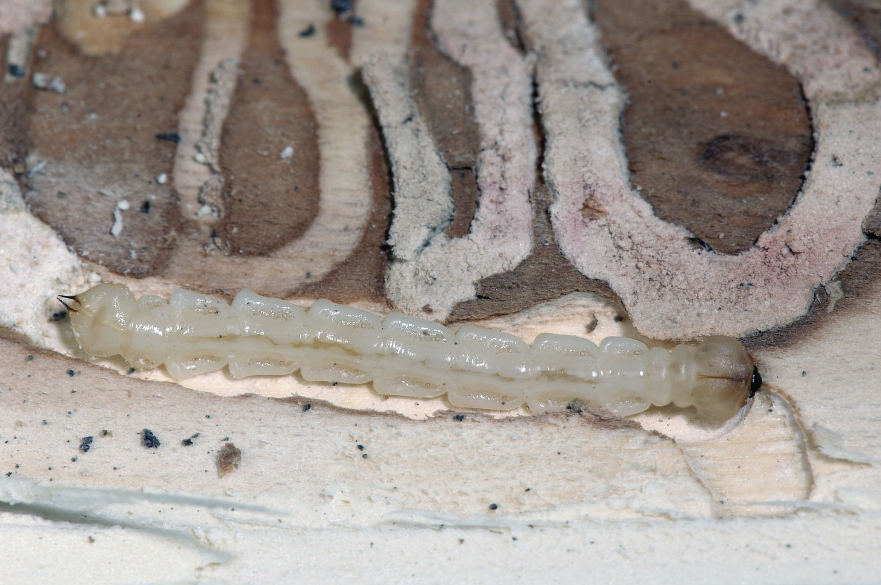 Emerald Ash Borer larvae